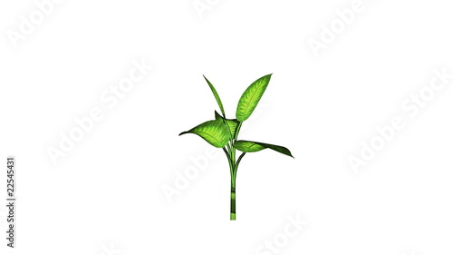 Growing green plant on white.