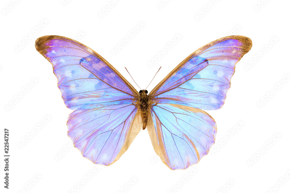 Fototapeta premium Butterfly, Morpho Diana Augustinae, wingspan 124mm