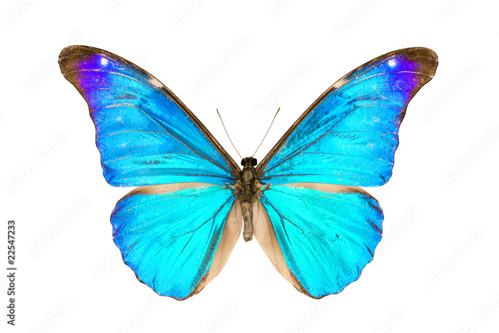 Obraz premium Motyl, Morpho Rhetenor Eusebes, rozpiętość skrzydeł 116mm