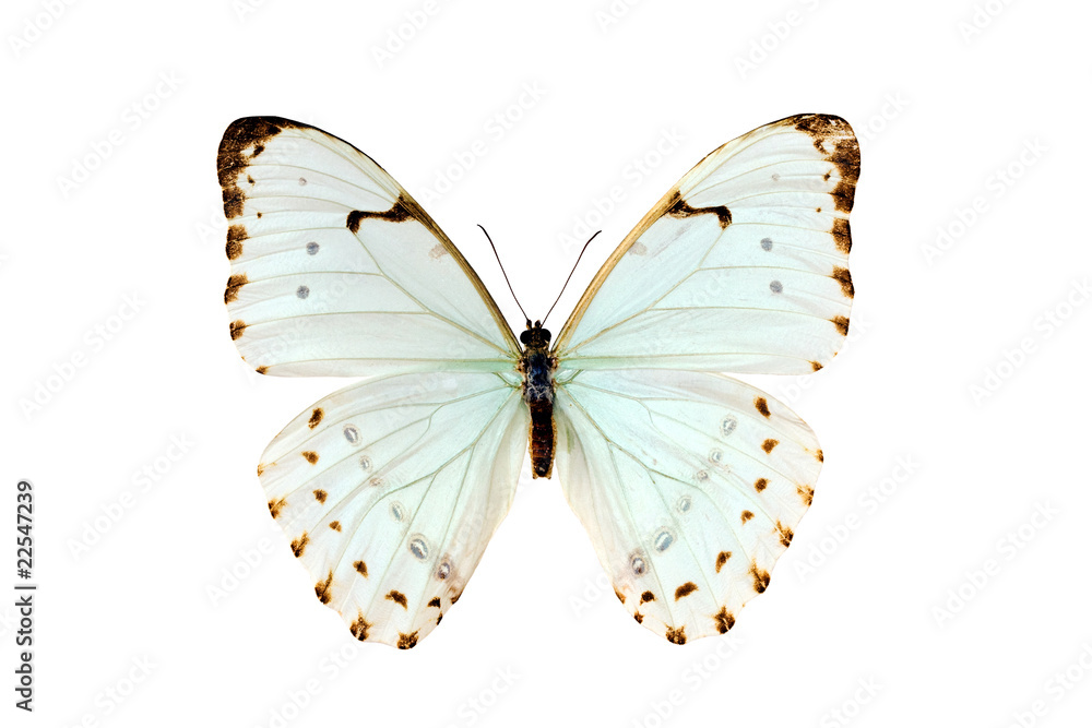 Naklejka premium Butterfly, Morpho Luna, South American Butterfly, wingspan 105mm