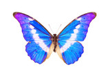 Butterfly, Morpho Rhetenor Helena, wingspan 140mm