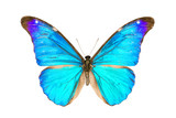 Butterfly, Morpho Rhetenor Eusebes, wingspan 116mm