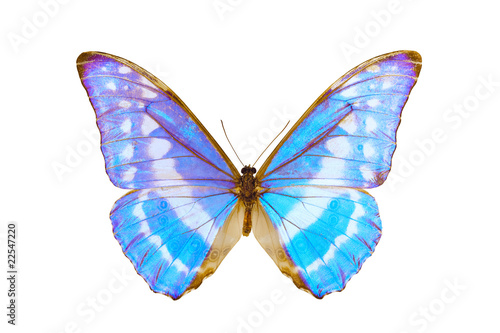 Butterfly, Morpho Cypris, wingspan 113mm © peter_waters