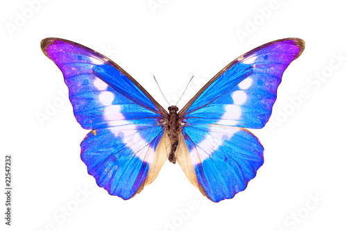 Butterfly, Morpho Rhetenor Helena, wingspan 140mm