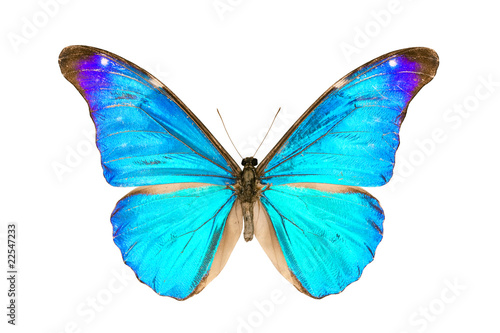 Butterfly, Morpho Rhetenor Eusebes, wingspan 116mm