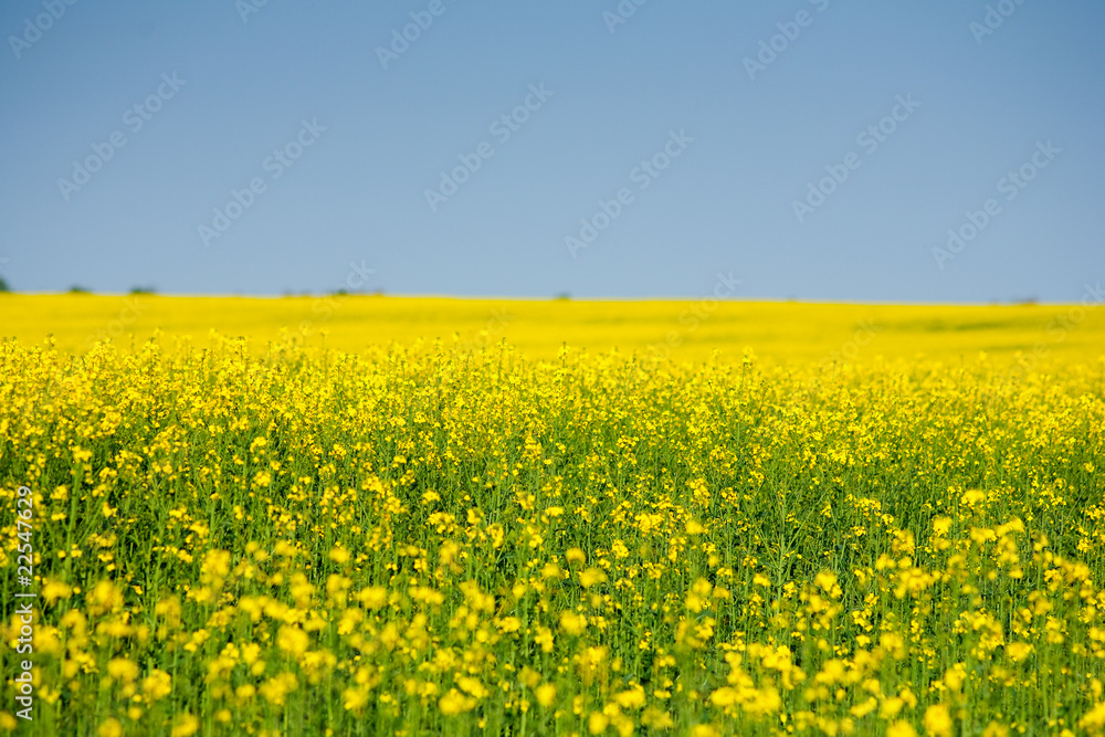 Rape field