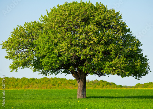 Lone tree in a wheat field