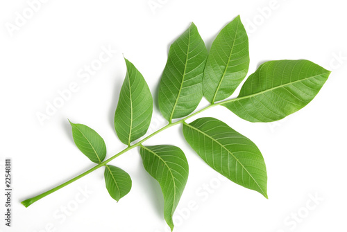 walnut leaves