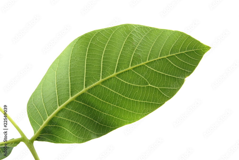 Obraz premium walnut leaves