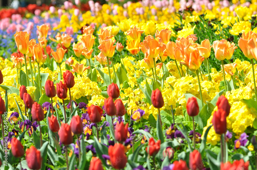 Red tulips display in st james park london Red tulips display in st james park london