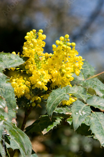 Mahonie - Mahonia pinnata photo