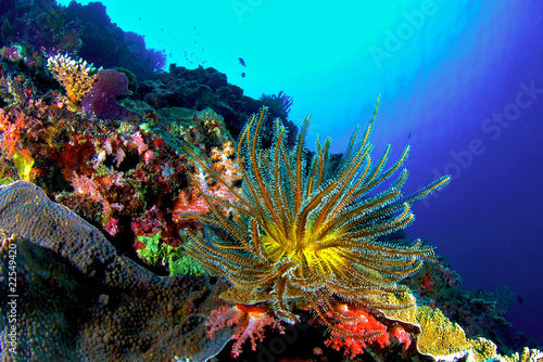 Fototapeta Naklejka Na Ścianę i Meble -  Coral Reef, Similan National Park, Thailand