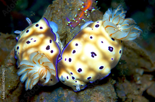 nudibranch, sea slug in Thailand photo