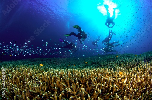 Coral Reef, Similan National Park, Thailand photo