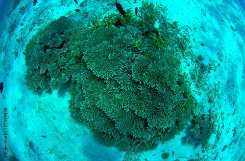 Coral, Similan National Park, Thailand photo