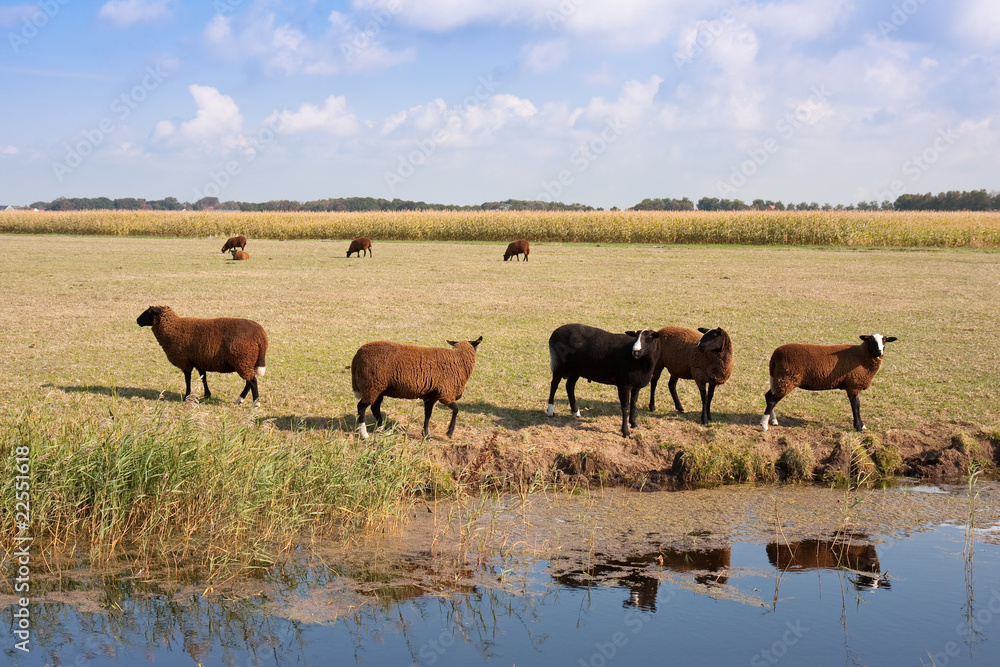 Herd of brown sheep in the wide dutch meadow Herd of brown sheep in the wide dutch meadow