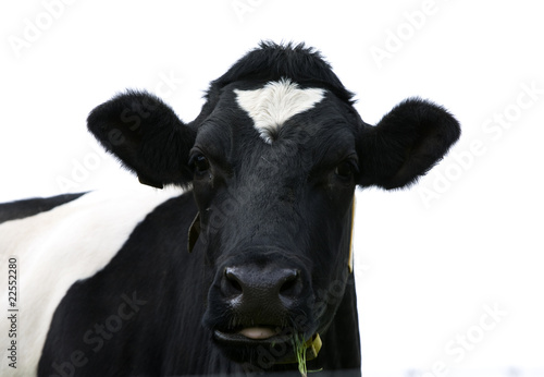 Dutch cow