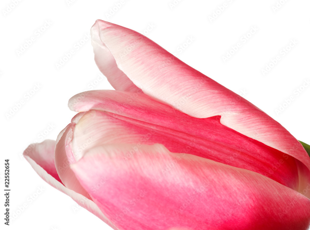 Fototapeta świąteczny kwiat tulipana na białym tle