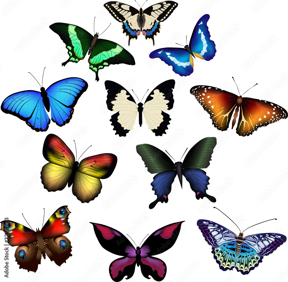 Vector illustation of butterflies Vector illustation of butterflies