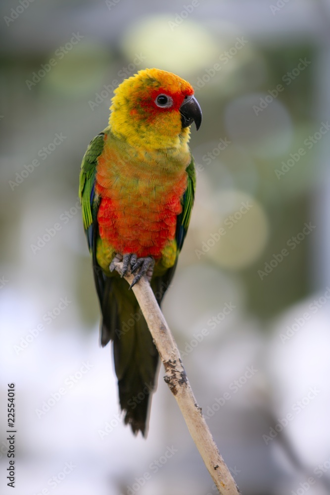 Aratinga solstitialis called Sun Conure little  parrot