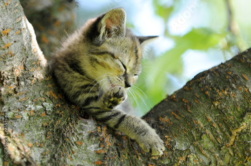 Kätzchen im Baum