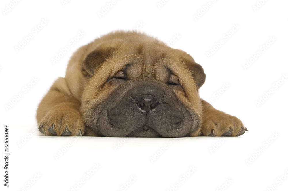 Shar-Pei puppy isolated on white background Shar-Pei puppy isolated on white background