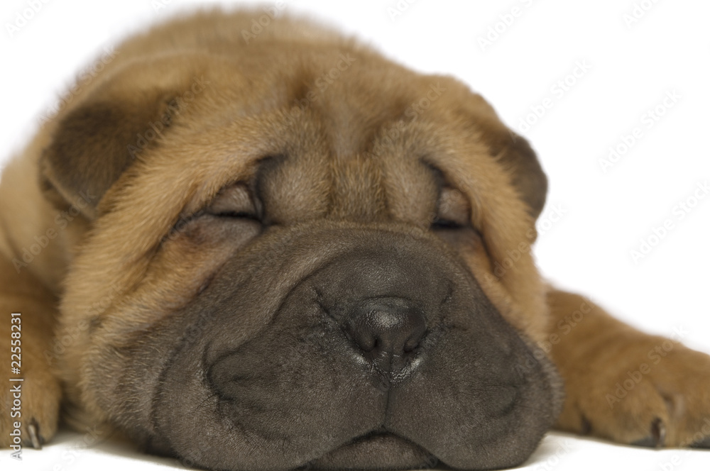 Shar-Pei puppy on white background Shar-Pei puppy on white background