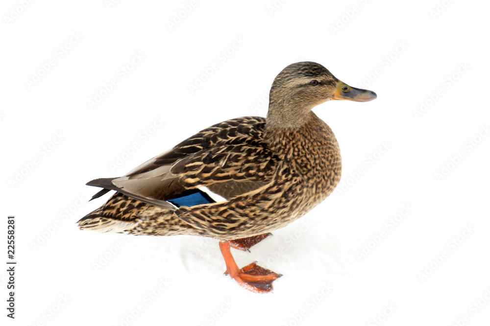 Obraz premium Wild duck