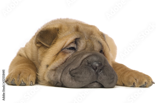 Shar-Pei puppy isolated on white background © Paul Cotney