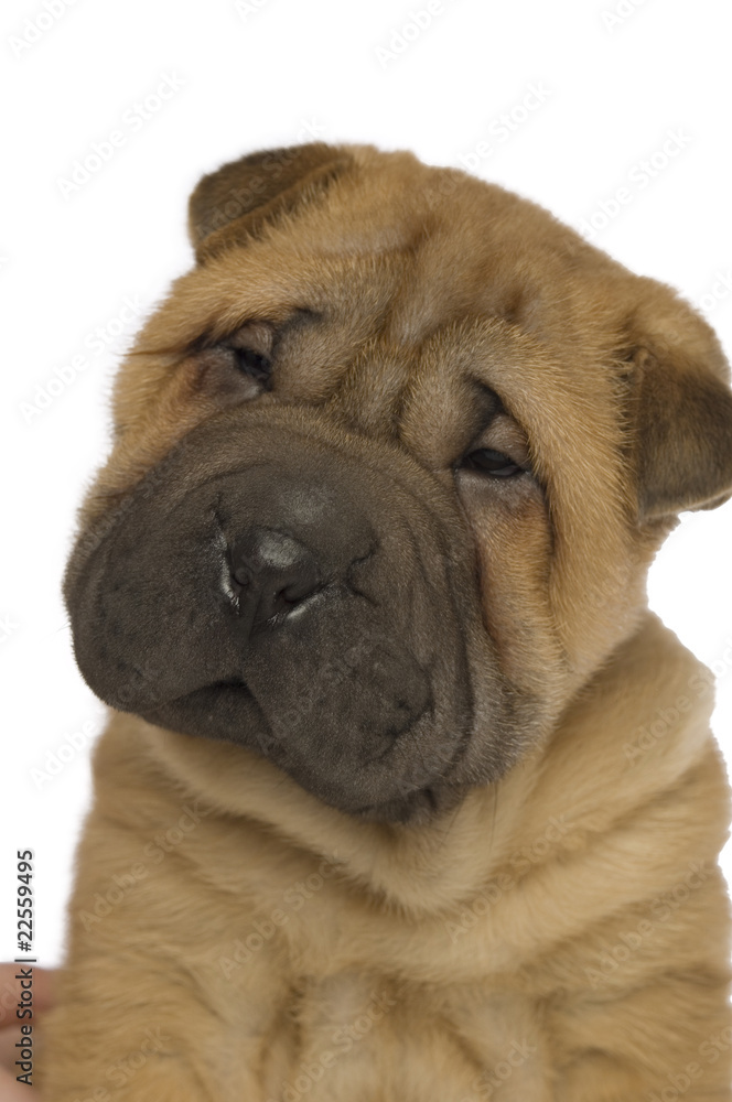 Shar-Pei puppy isolated on white background Shar-Pei puppy isolated on white background