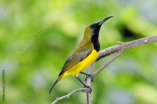 Male Sunbird On A Perch photo