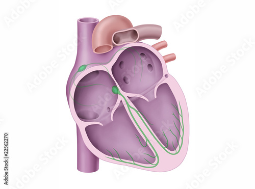 Herzkammern und Reizleitung photo
