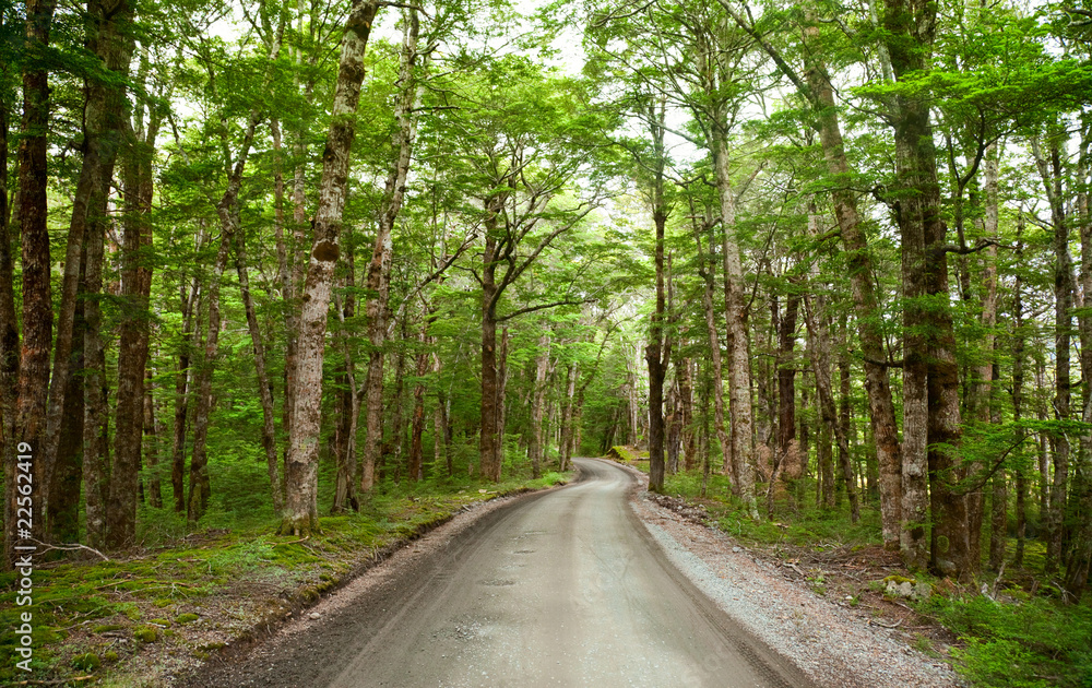 Fototapeta premium Rainforest road
