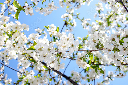 Beautiful cherry blossom against blue sky © majesticca