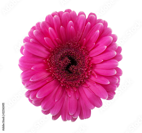 Gerbera Daisy mit Beschneidungspfad von Hand