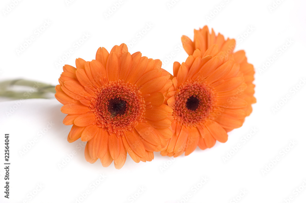 orange gerber orange gerber