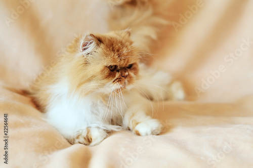 persian cat in soft selective focus