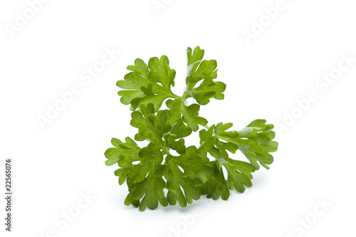 Petersilie