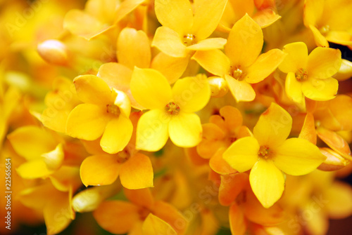 Tableau sur toile Flowers Close-up