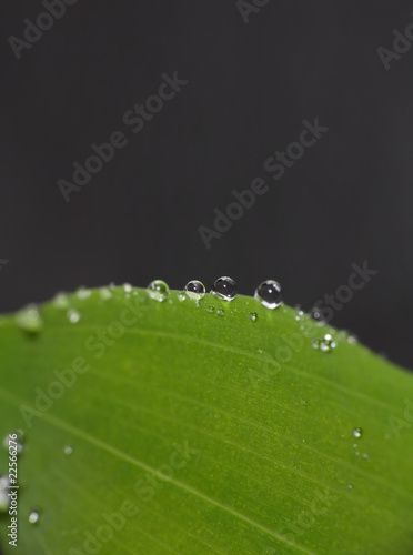 Lotoseffekt - Wassertropfen auf Blatt