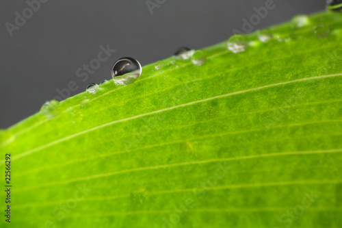 Tautropfen auf Blatt im Sonnenlicht photo