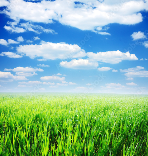Spring day... field of green grass and blue cloudy sky