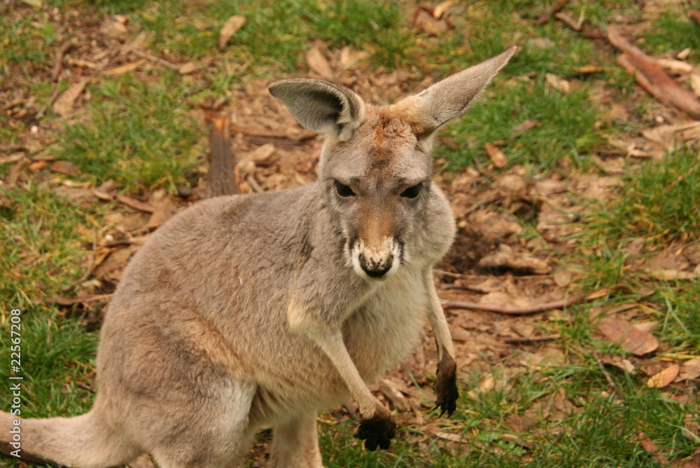 Kangaroo Kangaroo