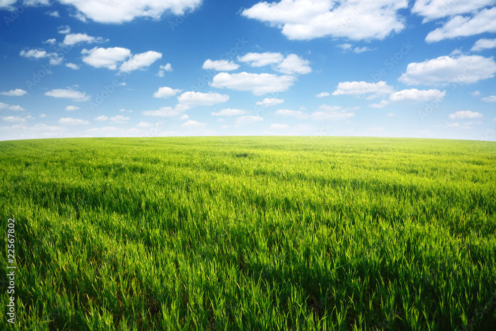 Spring day... field of green grass and cloudy sky Spring day... field of green grass and cloudy sky