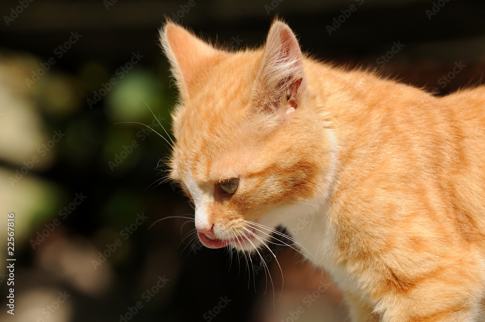 Rote junge Katze