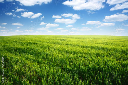 Spring day... field of green grass and cloudy sky