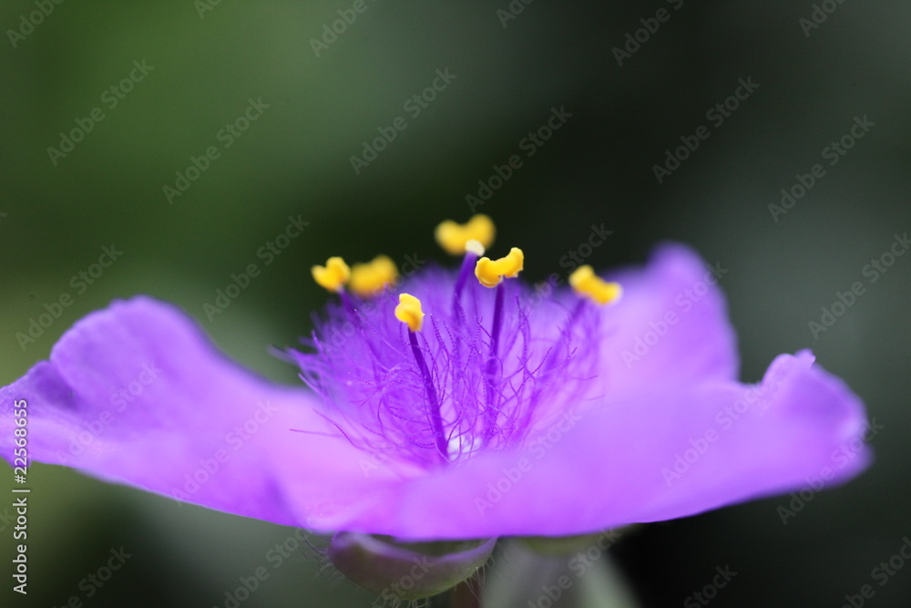 Fototapeta premium Macro purple flower and stamen