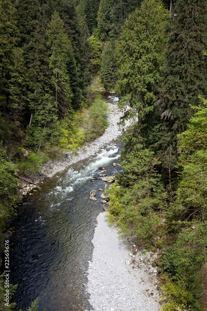 Forest and stream Forest and stream