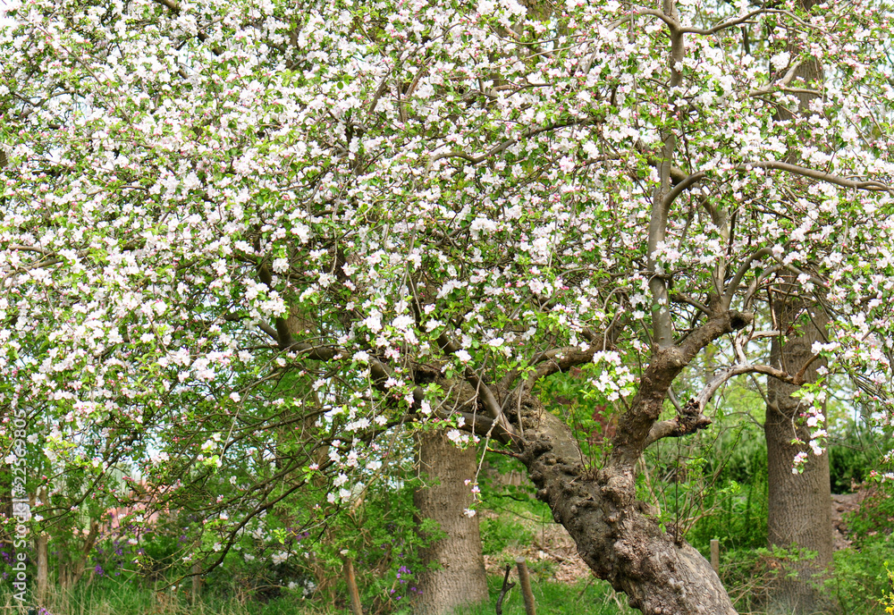 Fototapeta premium Uriger Apfelbaum in Blüte