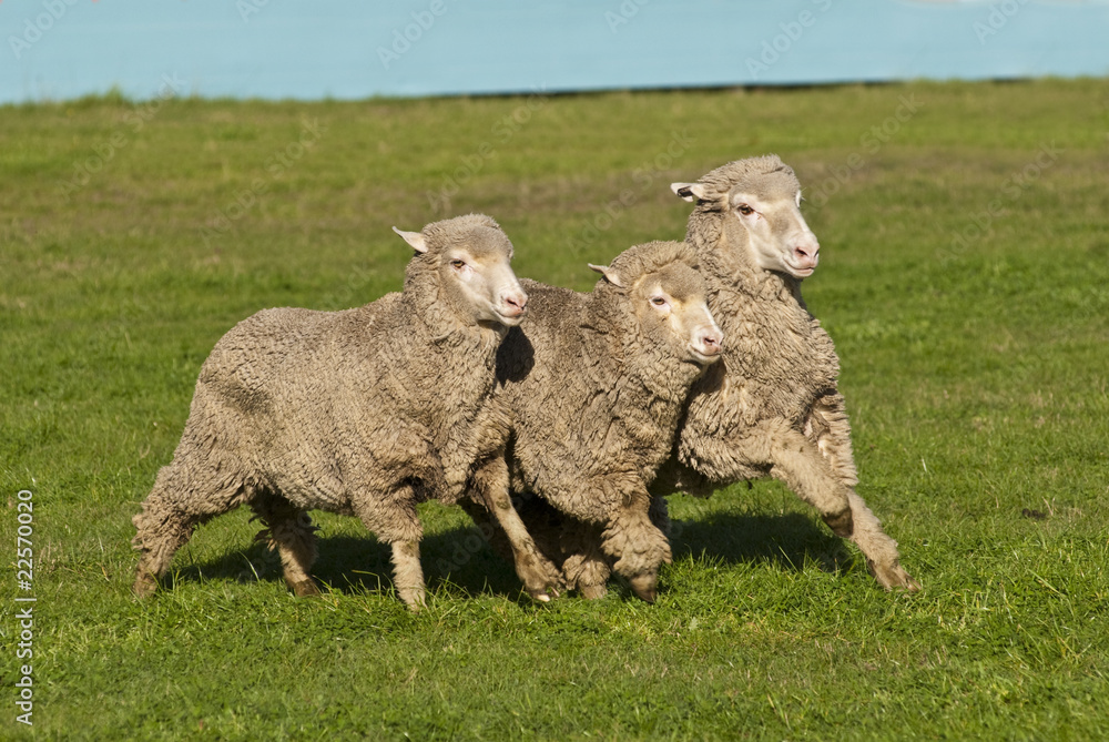 Naklejka premium Three merino sheep running in close formation in pasture
